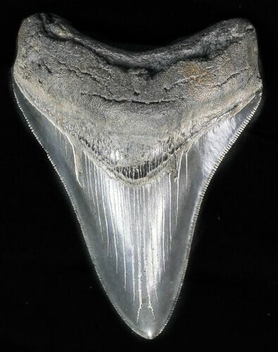 Serrated, Fossil Megalodon Tooth - Glossy Enamel #57462